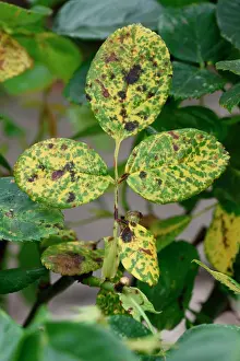 2016 Prints: Rose rust print, Phragmidium mucronatum lesions on ornamental rose leaf