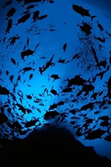 Marine Life In Mexico Prints: School of Jacks
