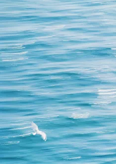 Peaceful Nature Photography Prints: Seagull