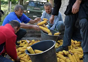 Prints of Serbian monks and Serb refugees harvest corn at the Visoki Decani Monastery. - May not be used in defamation towards Serbia Kosovo Prints: Serbian Monks and Refugees Harvest Corn Print