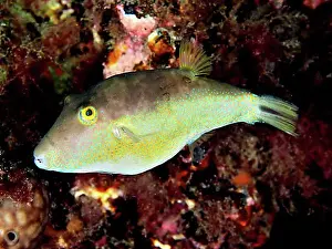 Gran Canaria Marine Life Prints: Sharphead pufferfish (Canthigaster rostrata)