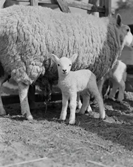 Sheep With Lambs Prints: Sheep with lambs