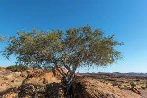 Horizontal Landscape Images Prints: Shepherd's tree (Boscia albitrunca)