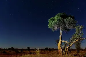 African Landscape Photography Prints: Shepherd's tree, Witgat, Mohlªpi