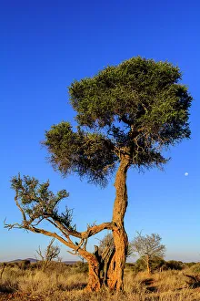 African Flora Prints: Shepherd's tree, Witgat, Mohlpi