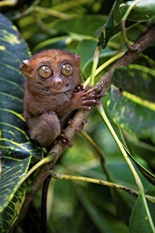 Exotic Wildlife Photography Prints: Small monkey perched in tree
