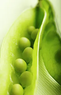 Snowpeas Print: Close-up of Snow Peas in an Open Pod