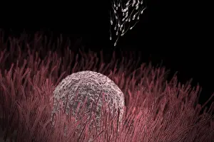 Images Dated 31st August 2012: Sperm approaching an ovum Print