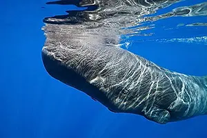 Sperm Whale Print, Caribbean Waters
