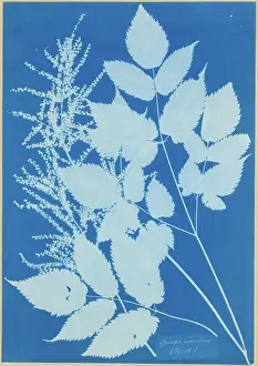 Anna Atkins Cyanotype Prints: Spiraea aruncus (Tyrol)
