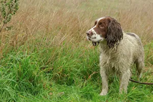 European Game Birds Prints: Springer Spaniel at Pheasant shoot