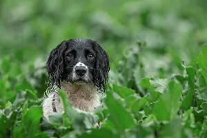 Springer Spaniel Print at Pheasant Shoot