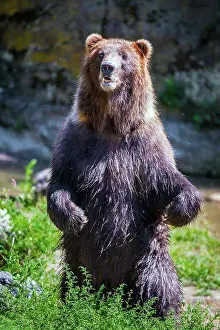 Prints of Standing bear in the wild Grizzly Bear Prints: Standing Bear in the Wild Print