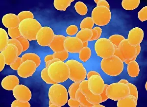 Prints of Staphylococcus aureus (MRSA) bacteria, illustration Aureus Prints: MRSA Bacteria Print