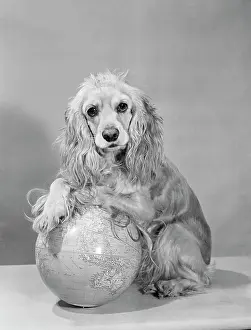 Black And White Dog Prints: Studio shot of Cocker Spaniel with globe