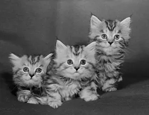Full Length Cat Photos Prints: Studio shot of three kittens