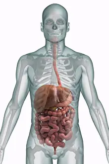 Biomedical Illustrations Prints: Stylized front view of the digestive system and bones of the upper body
