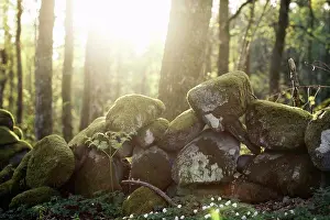 Moss Covered Stone Prints: Sunlight falling on stone covered in moss