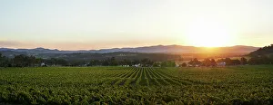 Sunset over Vineyard Panorama Print