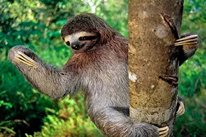 Prints of Three-Toed Sloth Hanging From a Tree Three Toed Sloth Prints: Three-Toed Sloth Print