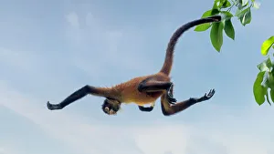 Black Handed Spider Monkey Prints: Tree acrobats