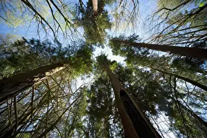 Low Angle Tree Photography Prints: Trees From Low Angle