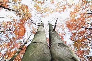 Orange Autumn Leaves Prints: Two treetrunks