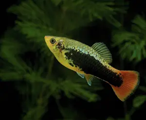 Tropical Freshwater Fish Prints: Variable Platyfish Tuxedo