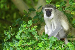African Mammal Photos Prints: Ververt Monkey (Cercopithecus aethiops)