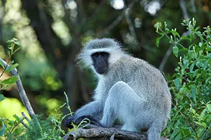 Protected Area In Africa Prints: Ververt Monkey (Cercopithecus aethiops)