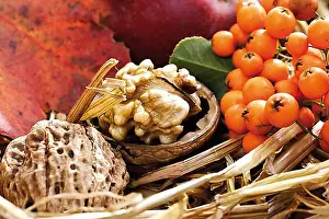Autumn Decoration Prints: Walnuts and firethorn in straw
