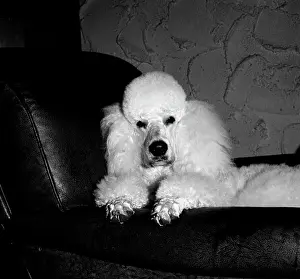 Prints of White poodle on sofa June Prints: White Poodle Print on Sofa