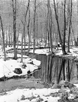 Bare Tree In Snow Prints: Winter forest