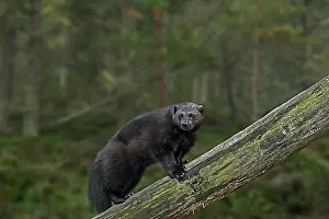 Prints of Wolverine (Gulo gulo), glutton, carcajou climbing over fallen tree trunk, native to Scandinavia, western Russia, Siberia, Canada and Alaska Wolverine Prints: Wolverine Print - Climbing Over Fallen Tree Trunk
