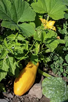 Garden Produce Photography Prints: Yellow squash