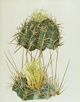 Handmade Crafts Prints: 1. Ferocactus (Ferocactus rectispinus) viridescens