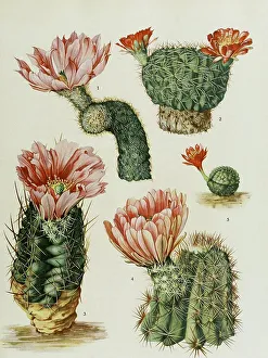 Digitally restored 19th-century Print of a Squirrel and Cacti