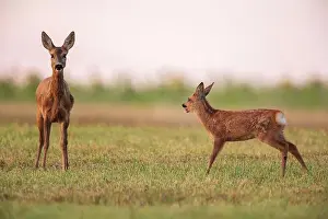 Roe Deer with Fawn Print, Limburg an der Lahn, Germany