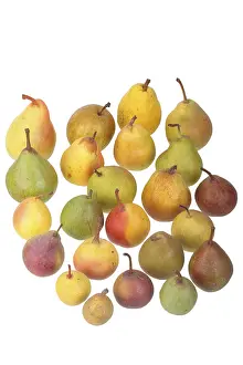 Pear Varieties Prints: 24 different varieties of pears