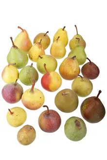 Pear Varieties Prints: 24 different varieties of pears