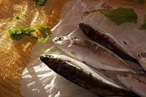 Sicily Fish Market Prints: 3 fish side by side on counter
