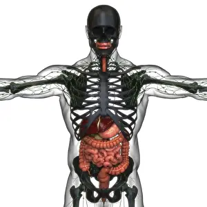 Human Digestive System Anatomy Prints: 3D Illustration Concept of Human Digestive System Anatomy