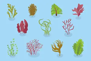 Tropical Underwater Scene Prints: 3D Isometric Flat Set of Seaweeds
