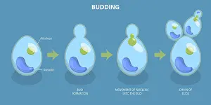 Conceptual Symbolism Prints: 3D Isometric Flat Vector Conceptual Illustration of Budding Process