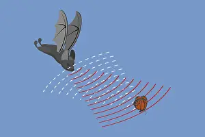 Animal Behaviour Study Prints: 3D Isometric Flat Vector Conceptual Illustration of Echolocation