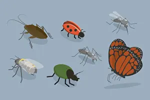 Outdoor Wildlife Photography Prints: 3D Isometric Flat Vector Set of Insects