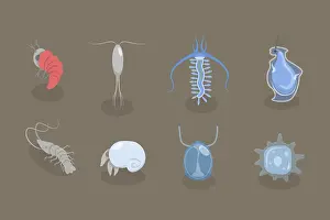 Natural Scientific Images Prints: 3D Isometric Flat Vector Set of Varieties Of Plankton