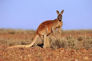 Red Kangaroo Prints: 4897018