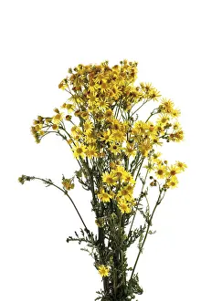 Indoor Leafy Plants Prints: #50522669