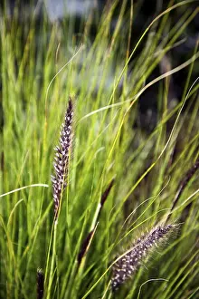 Ornamental Plant Details Prints: #51203624